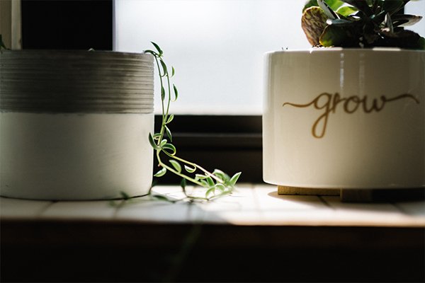 Duas plantas, uma que está no chão e outra que diz no seu pote "grow" onde mostra a parte de formação onde uma vai levantar a outra com os seus conhecimentos
