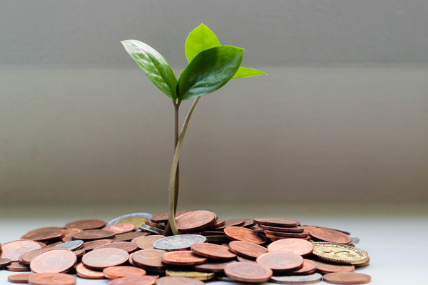 Planta com várias moedas á volta representando as finanças